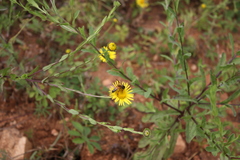 Pulicaria wightiana